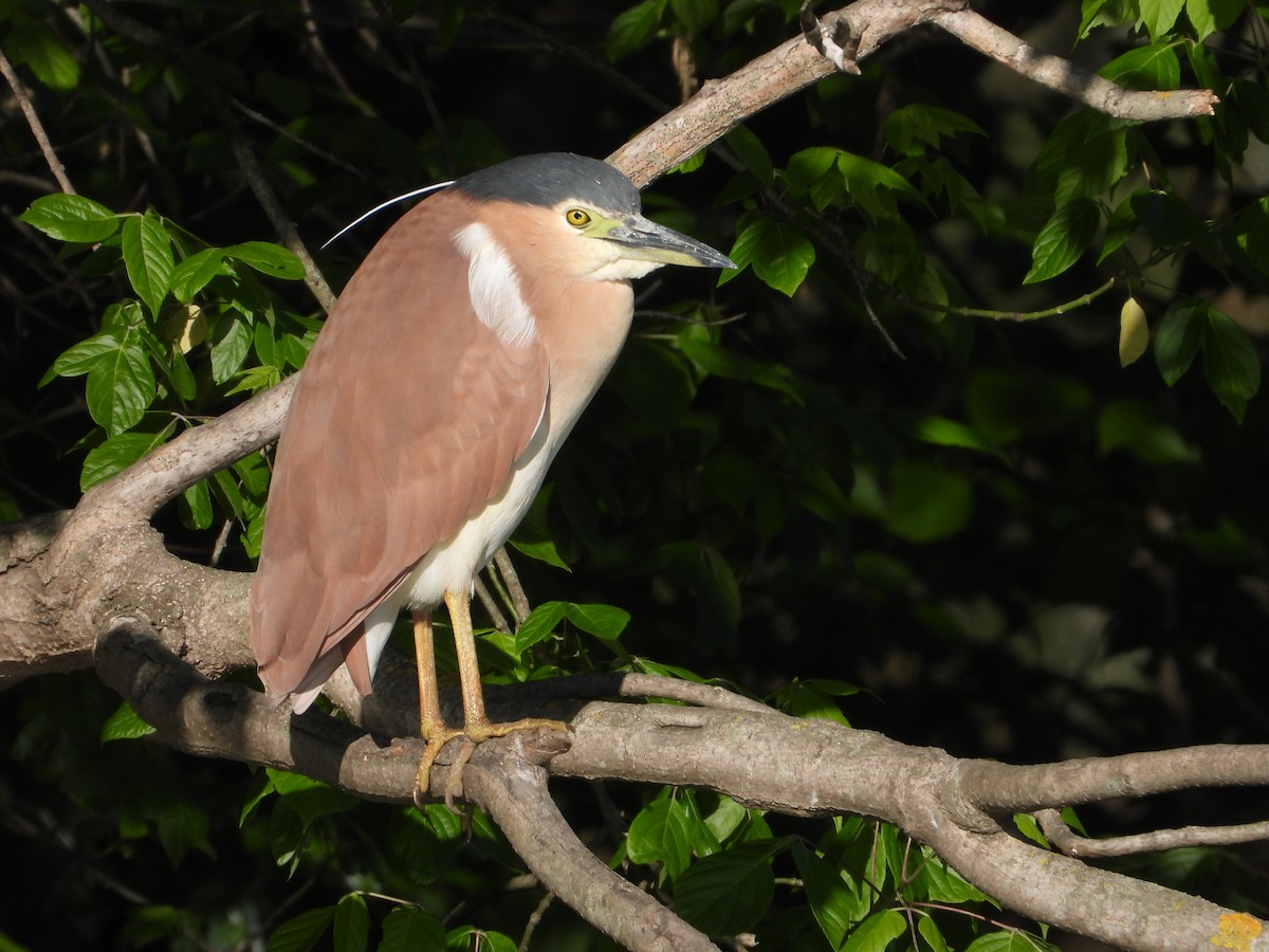 Nankeen Night Heron - ML610344115