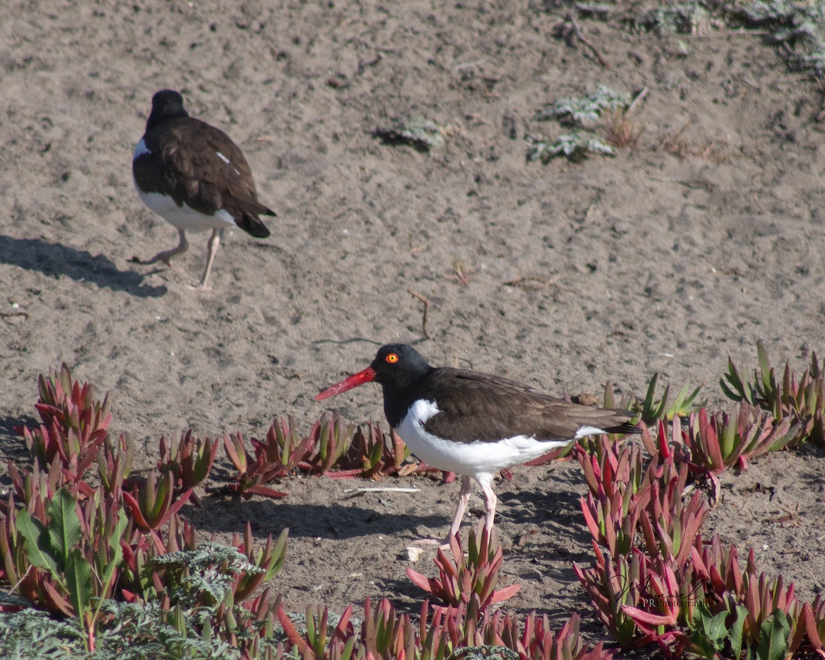 American Oystercatcher - ML610344124