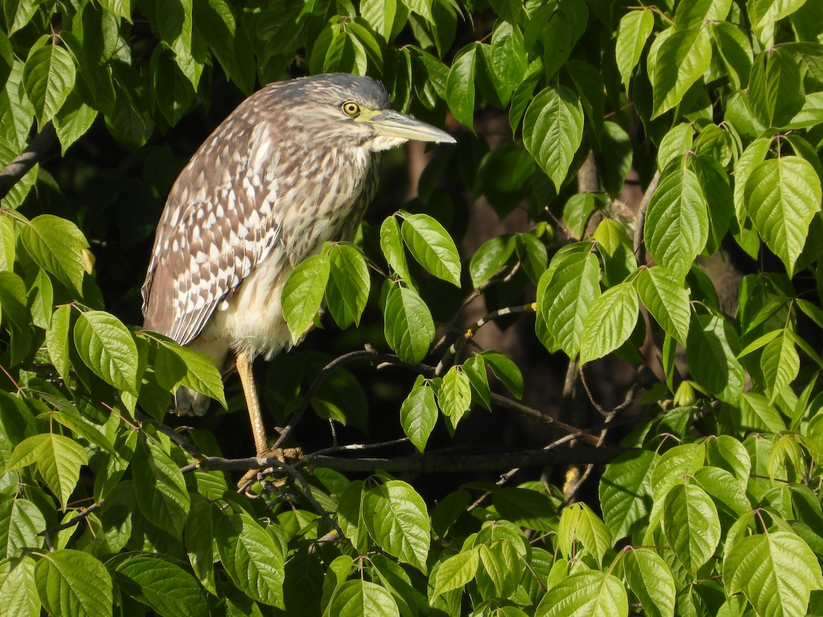 Nankeen Night Heron - ML610344148