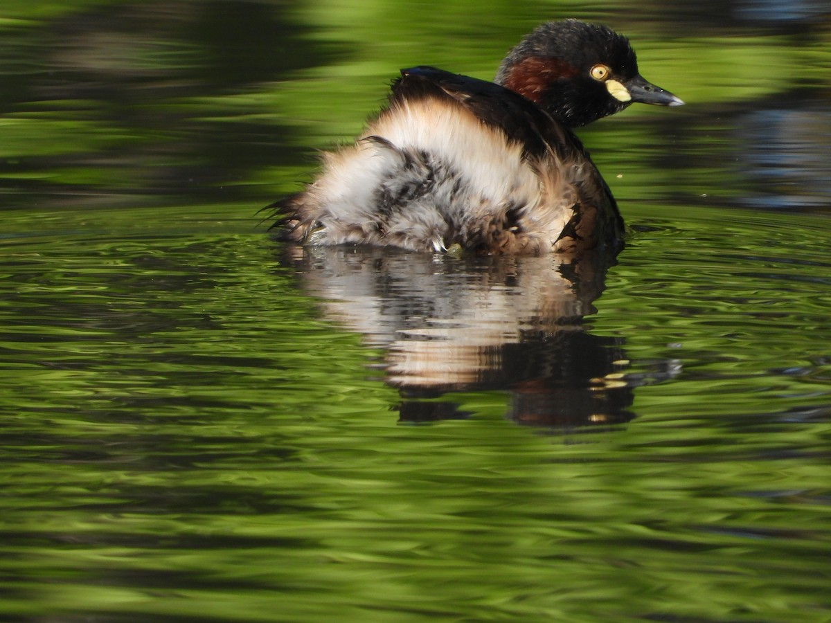 Australasian Grebe - ML610344179