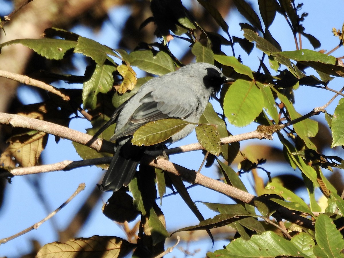 Hooded Cuckooshrike - ML610344211