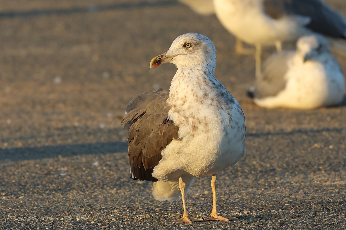 Lesser Black-backed Gull - ML610344221