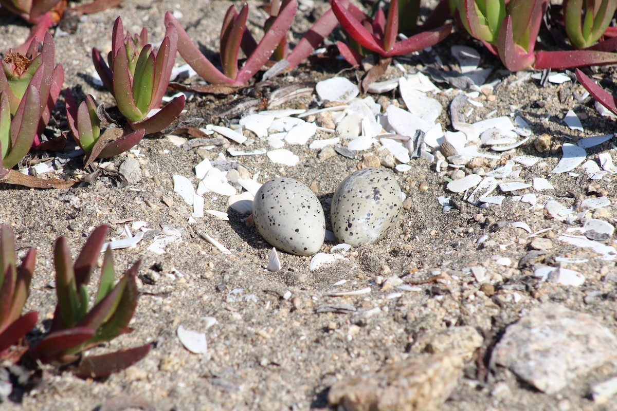 American Oystercatcher - ML610344222