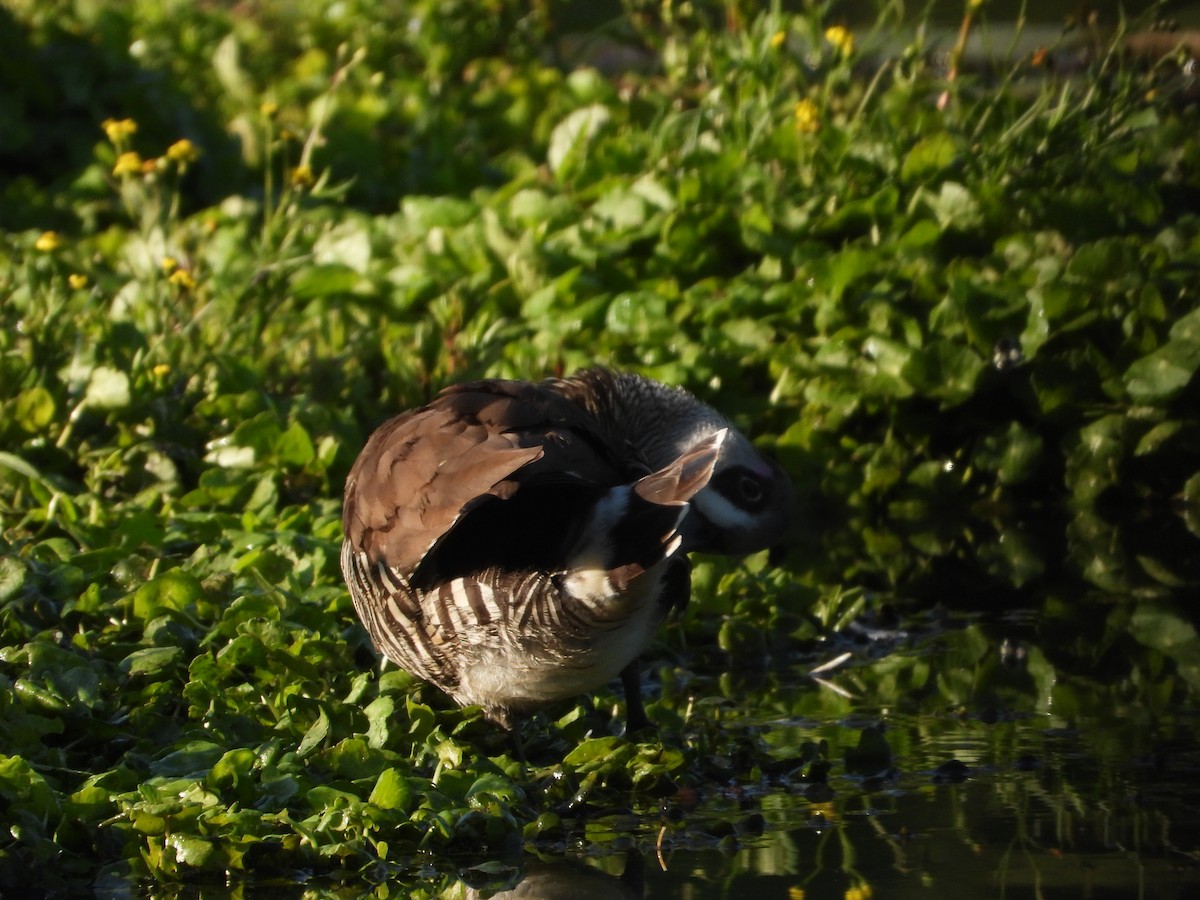 Pink-eared Duck - ML610344247