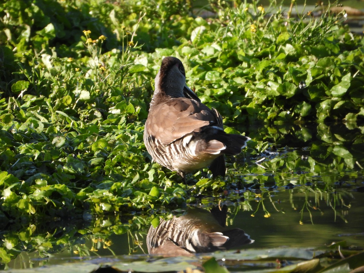 Pink-eared Duck - ML610344248