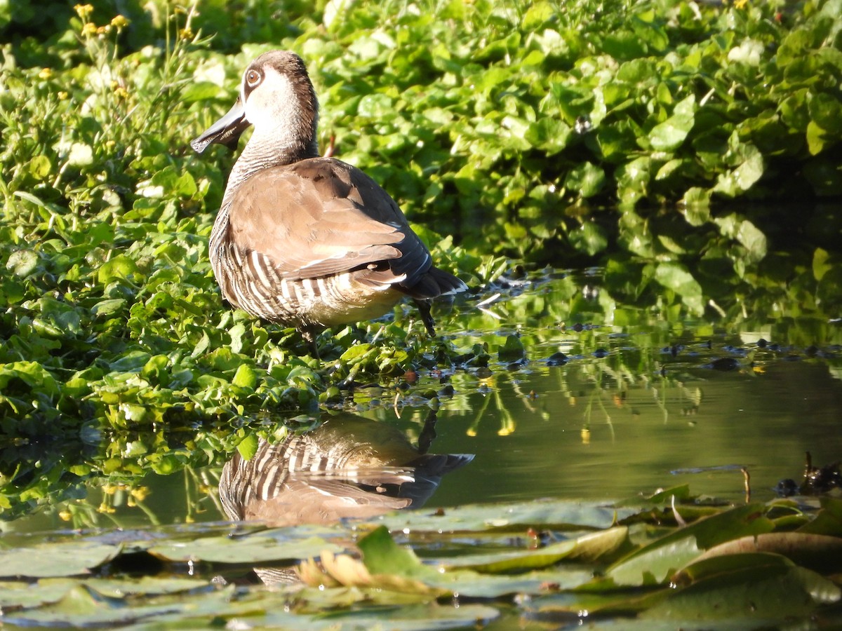 Pink-eared Duck - ML610344249