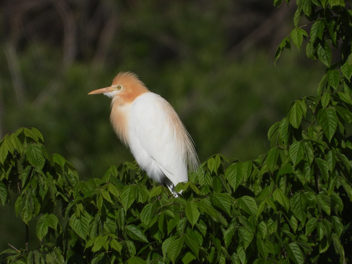 Eastern Cattle-Egret - ML610344261