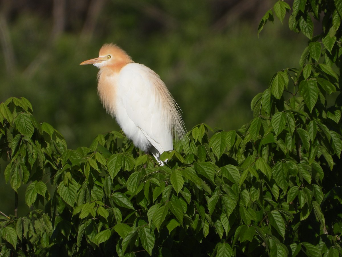 Eastern Cattle-Egret - ML610344262