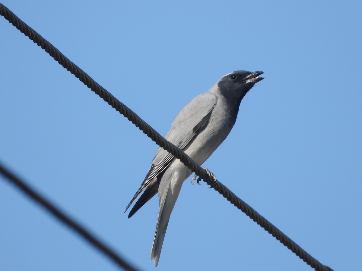 Black-faced Cuckooshrike - ML610344377