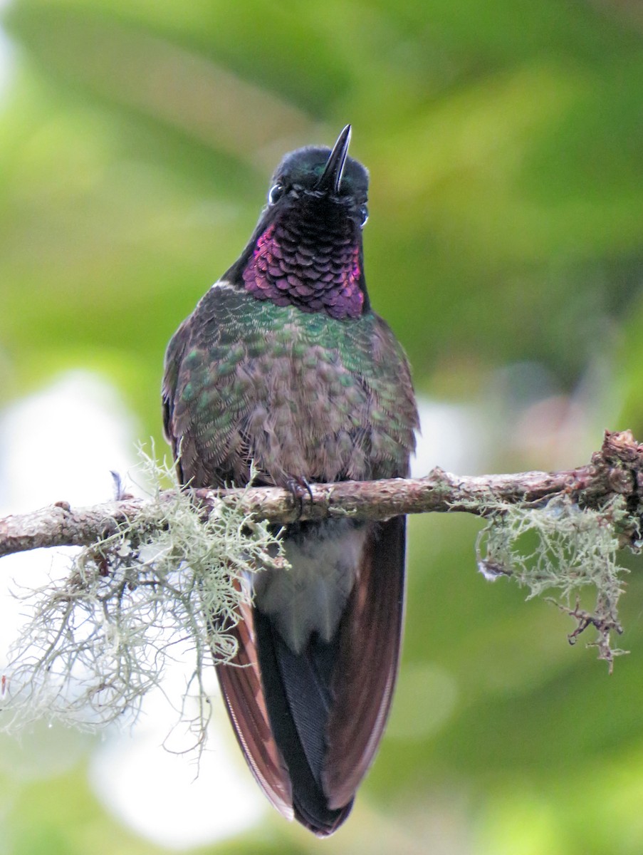 Colibrí Gorjiamatista (grupo clarisse) - ML61034441