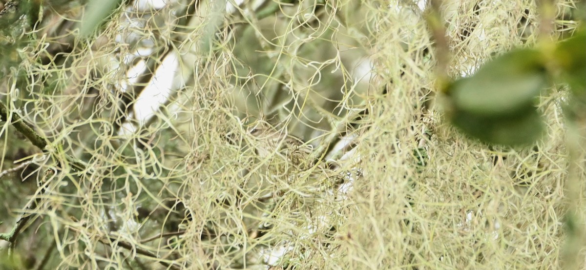 Palm Warbler - Cristhian Ureña