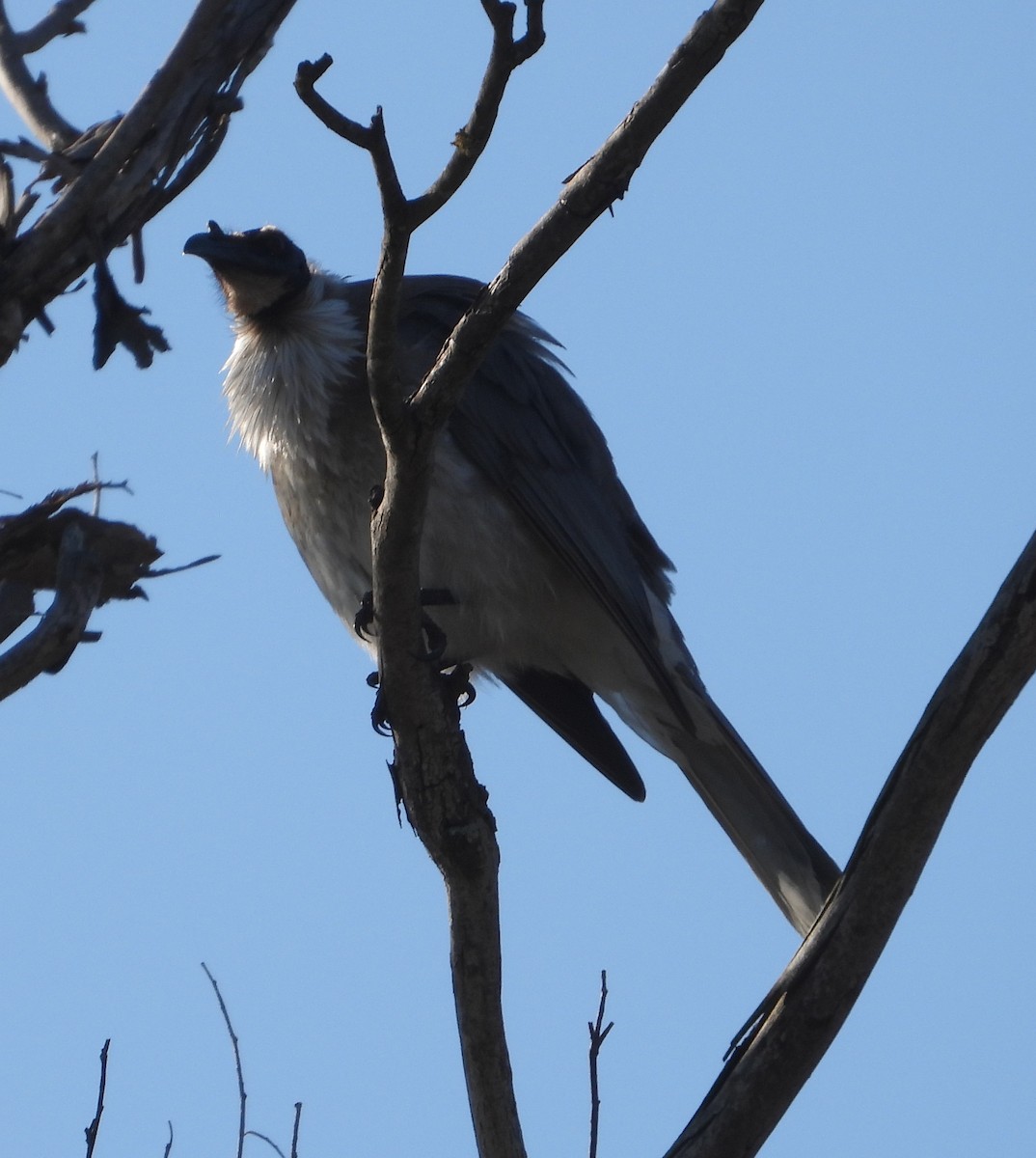 Noisy Friarbird - ML610344435