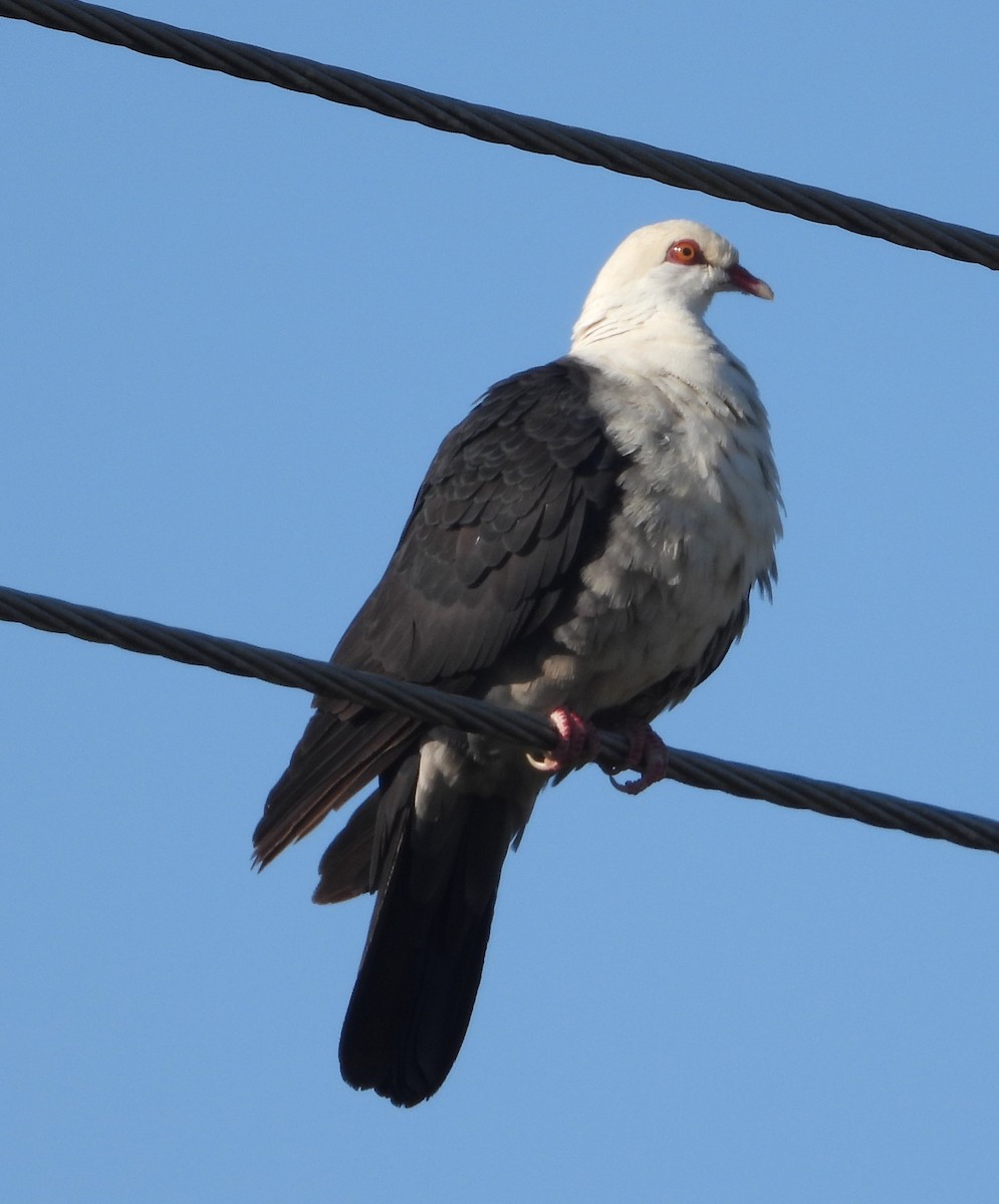 White-headed Pigeon - ML610344440