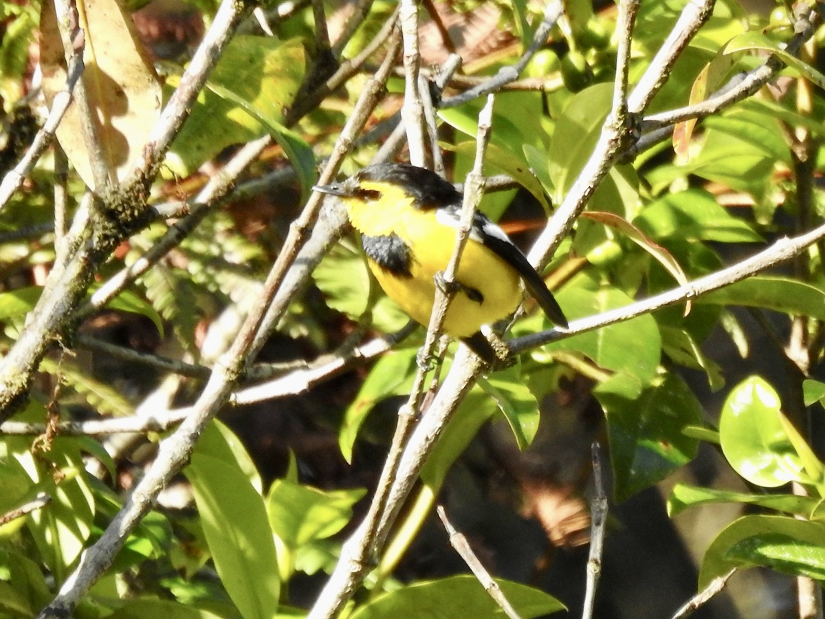 Black-breasted Boatbill - Frances Oliver