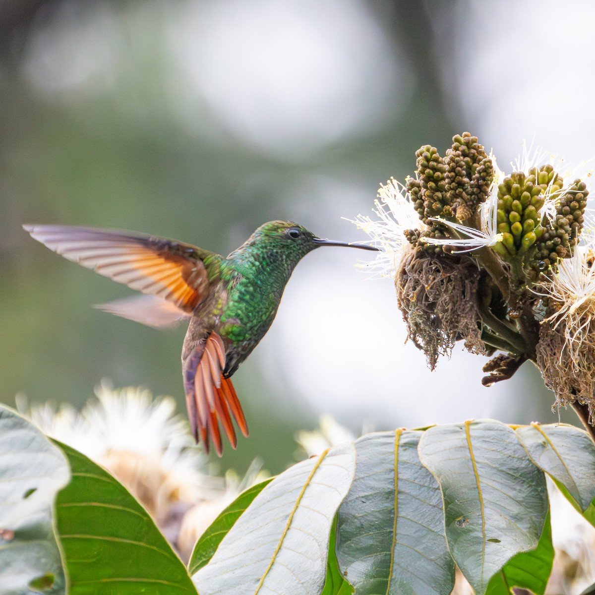 Berylline Hummingbird - ML610344549