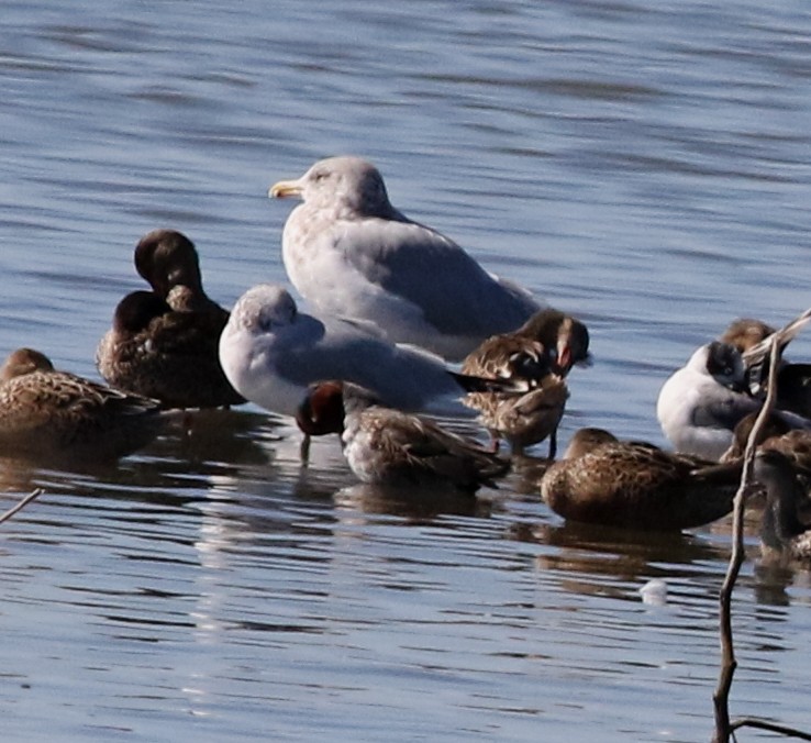 California Gull - ML610344765