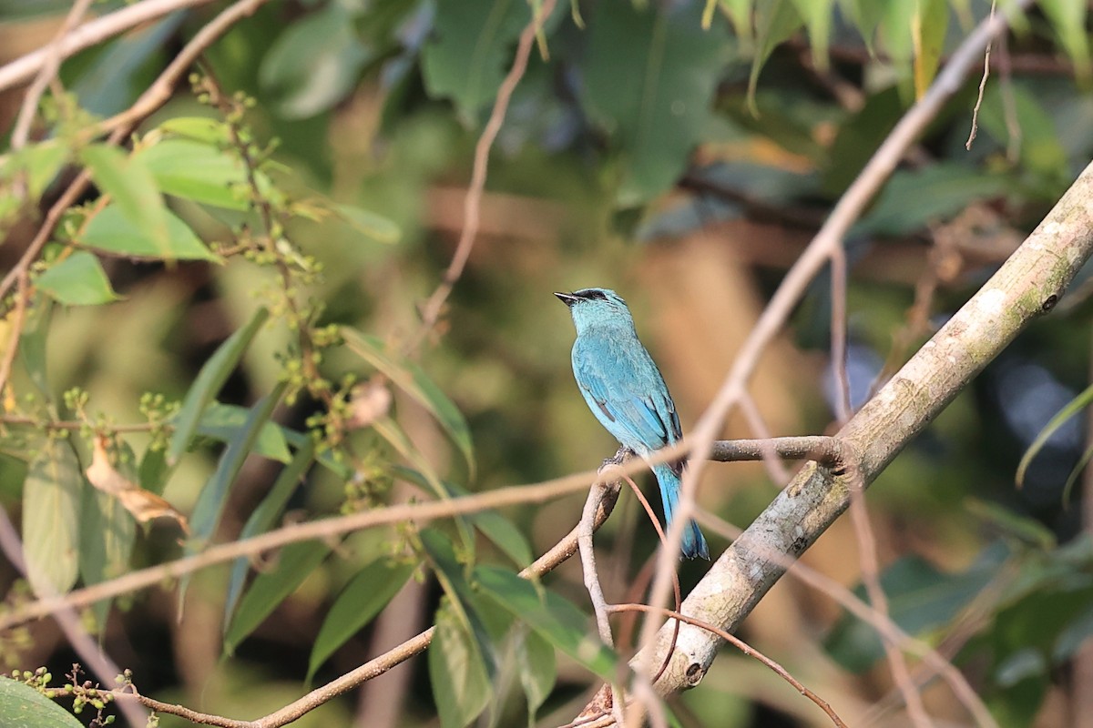 Verditer Flycatcher - ML610344788