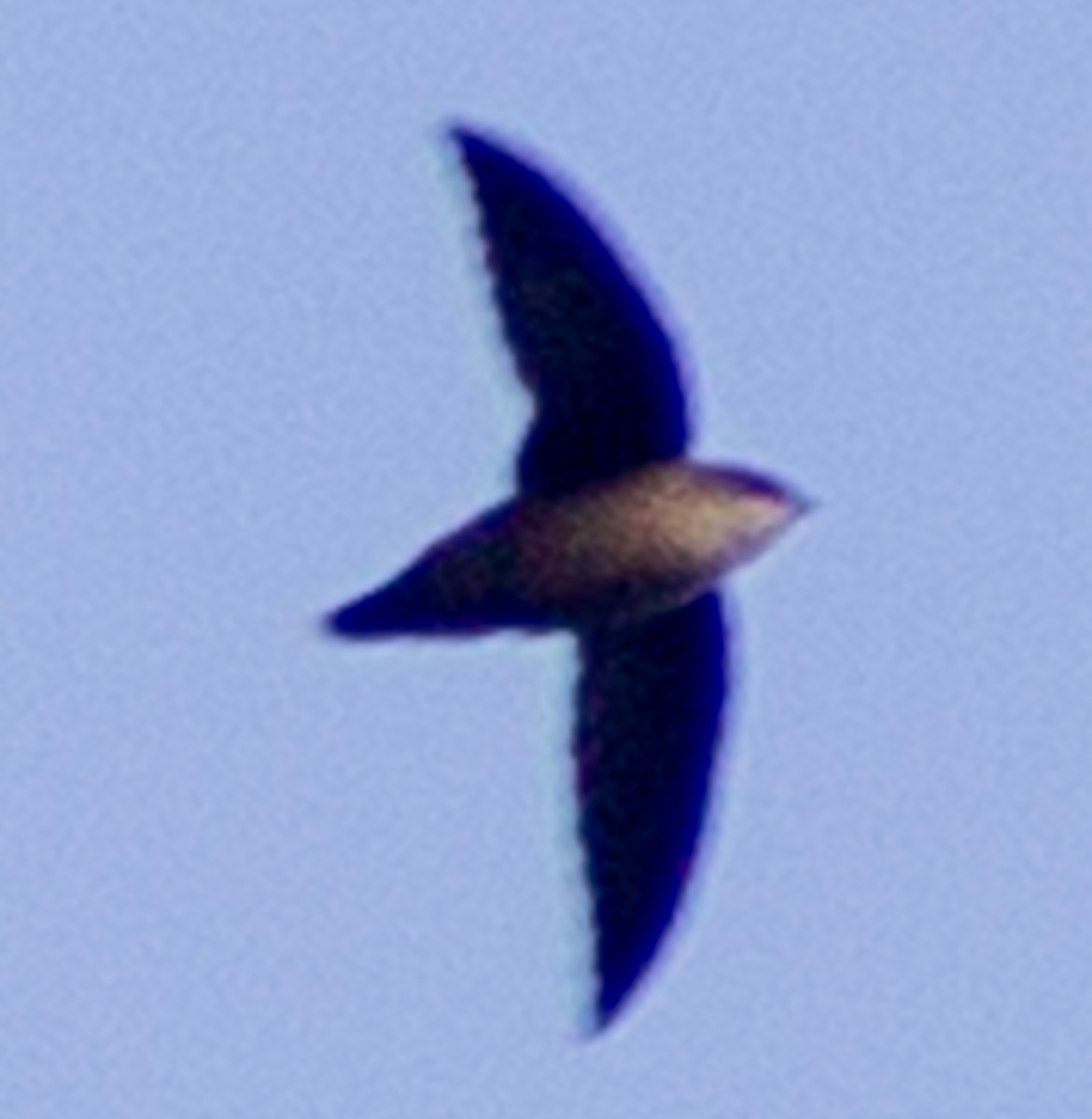 Vaux's Swift (Yucatan) - ML610344795