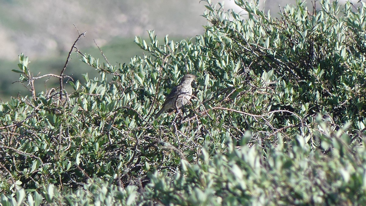 Sage Thrasher - ML610344803