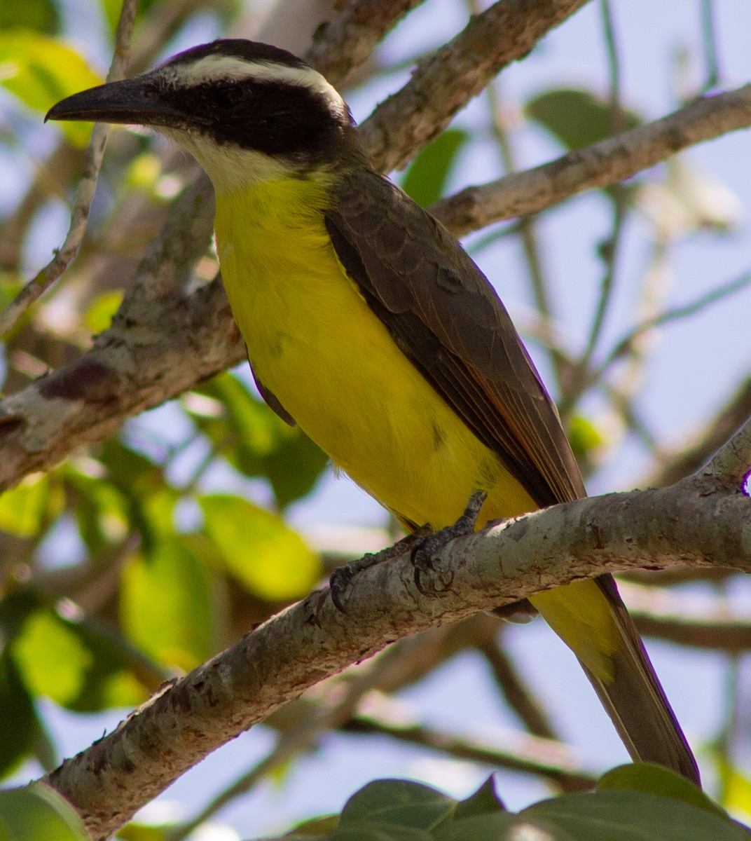 Boat-billed Flycatcher (Northern) - ML610344832