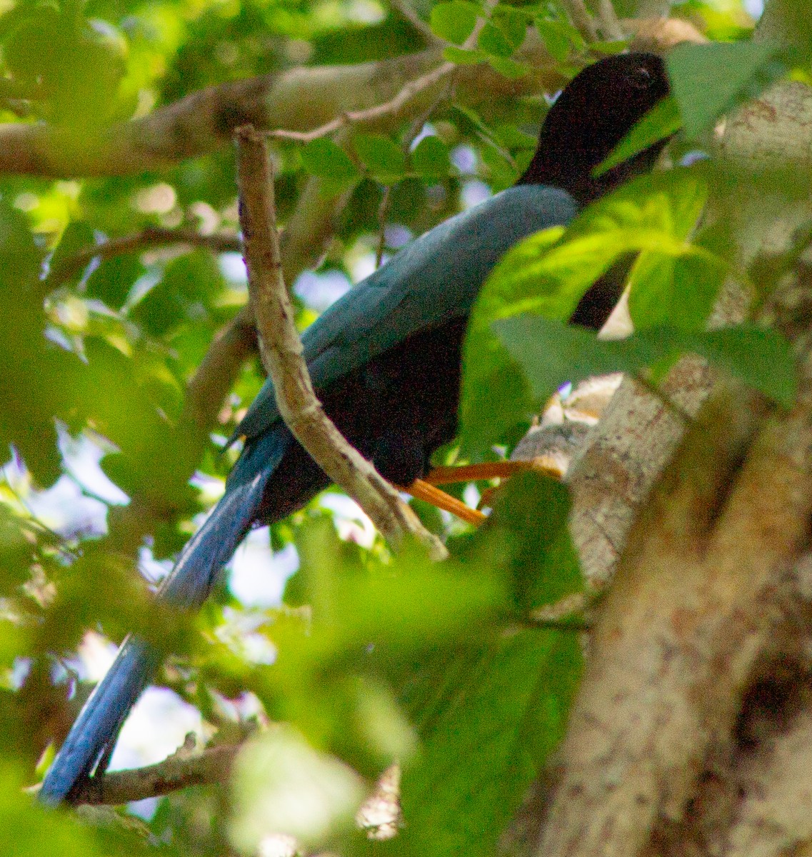 Yucatan Jay - ML610344839