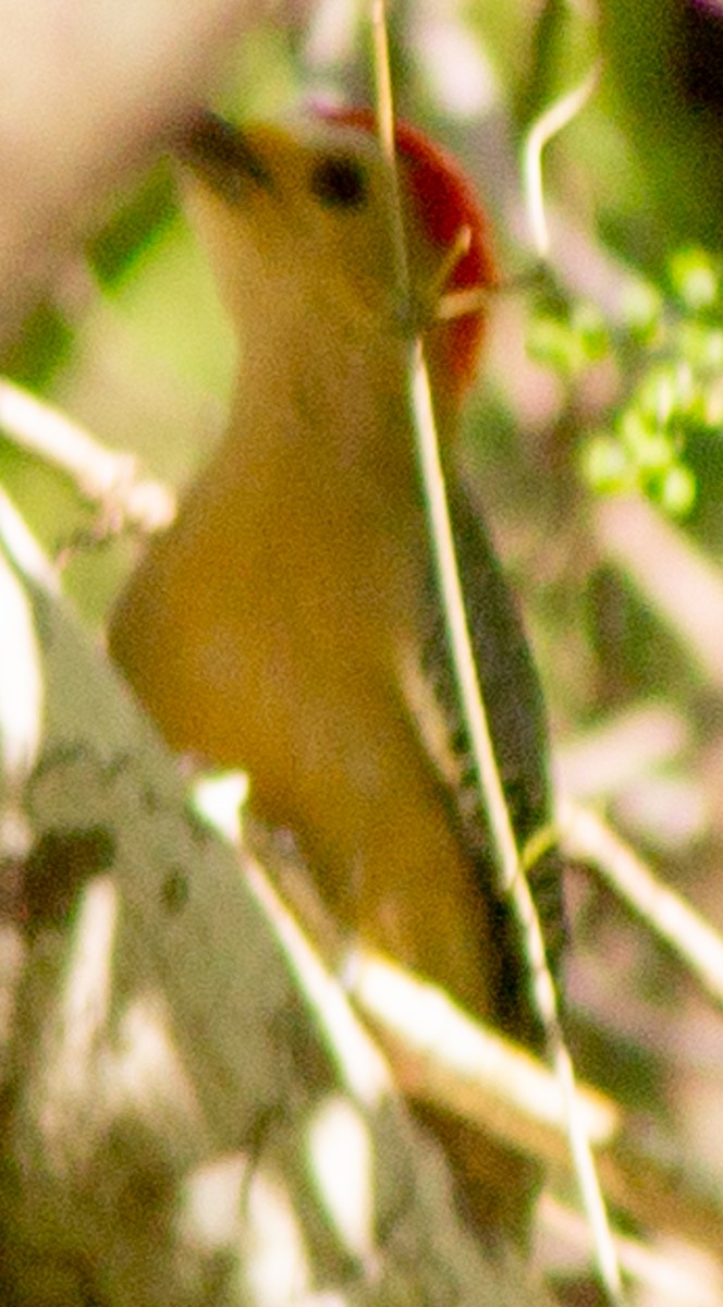 Yucatan Woodpecker - ML610344845