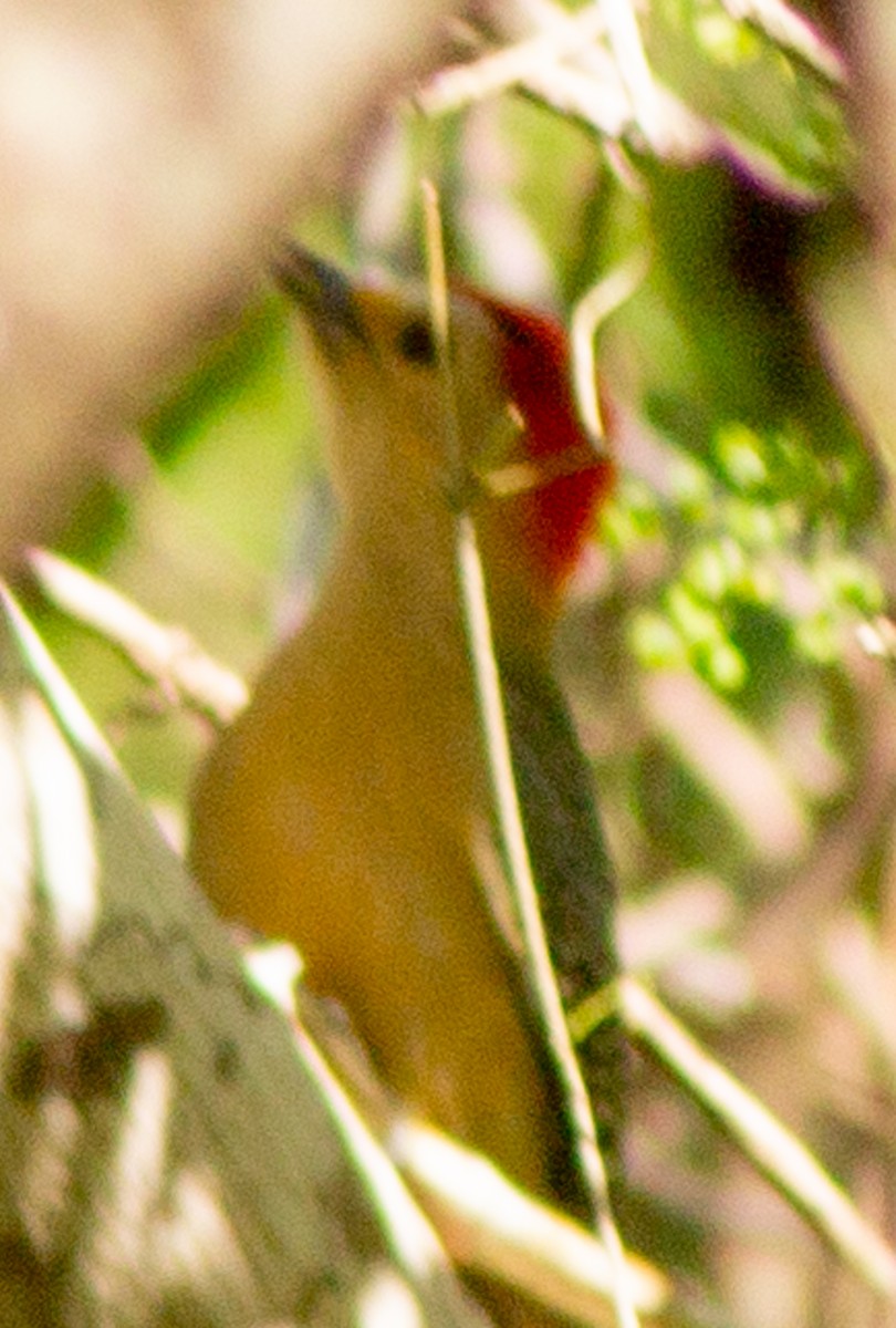 Yucatan Woodpecker - ML610344846