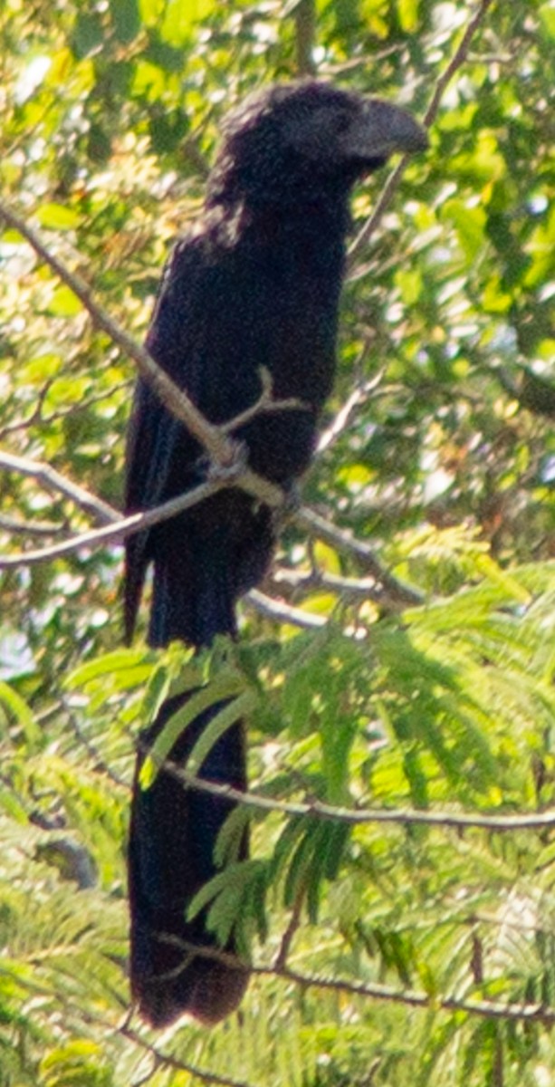 Groove-billed Ani - ML610344853