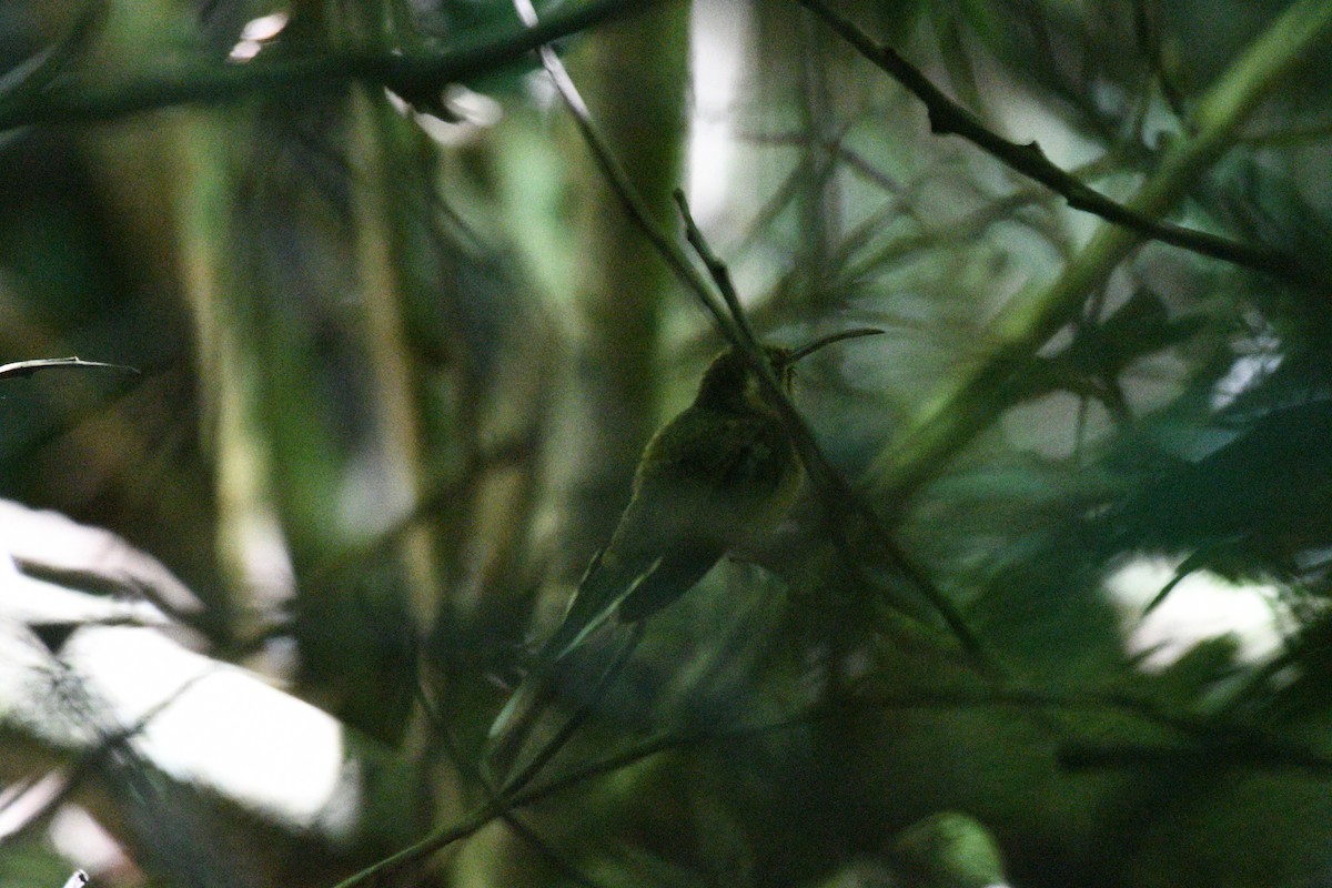 Dusky-throated Hermit - Doug Fishman