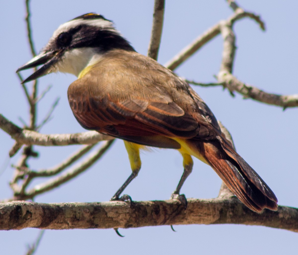 Great Kiskadee - ML610344858