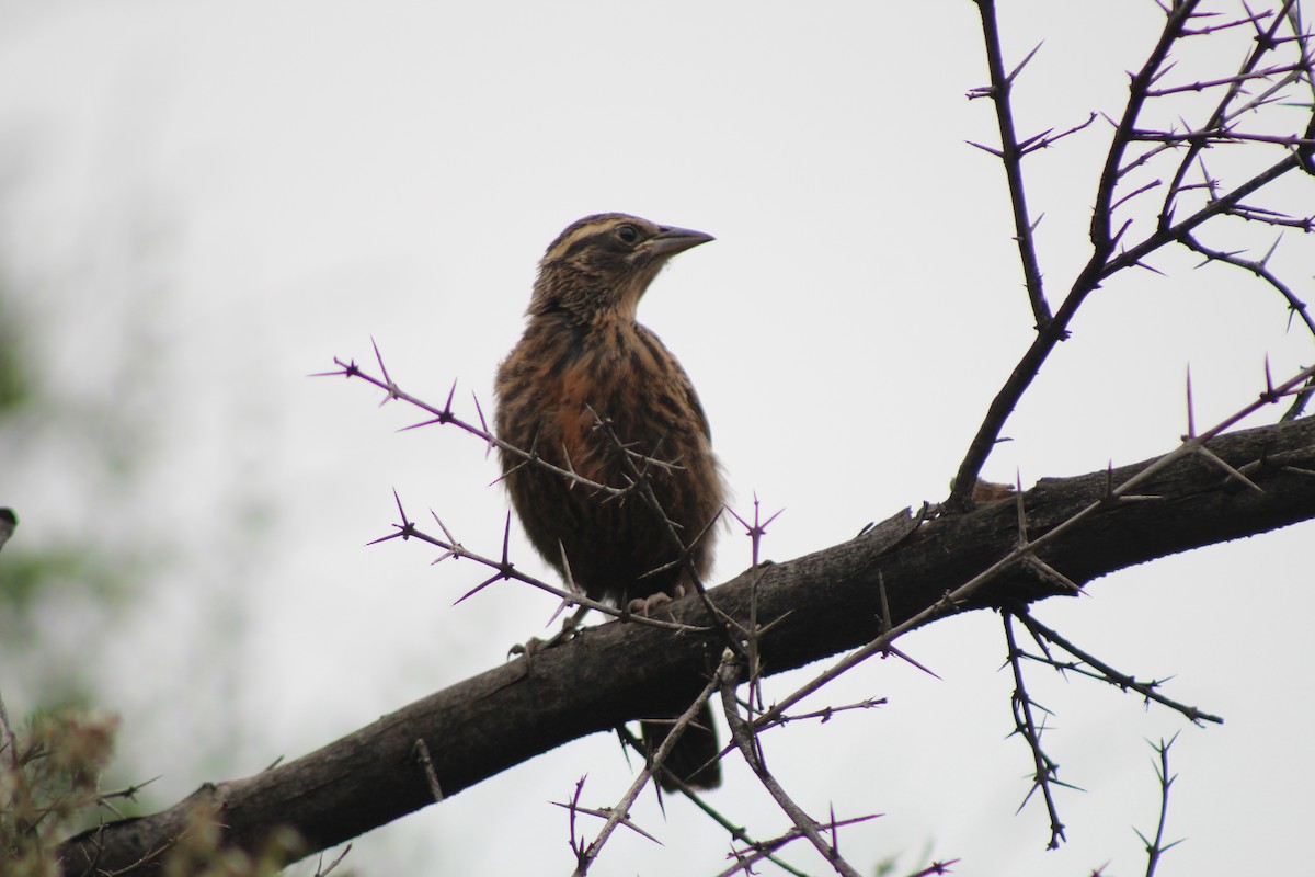 Long-tailed Meadowlark - ML610345178