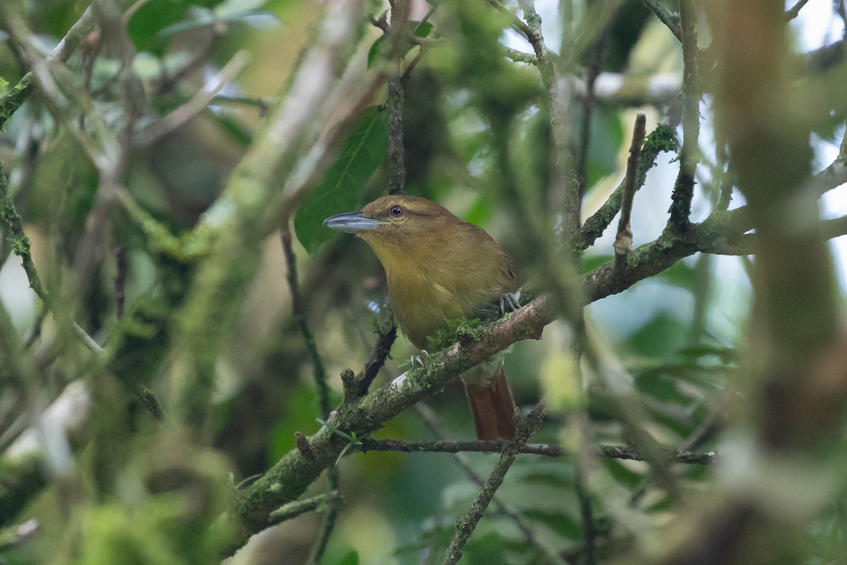 Russet Antshrike - ML610345266