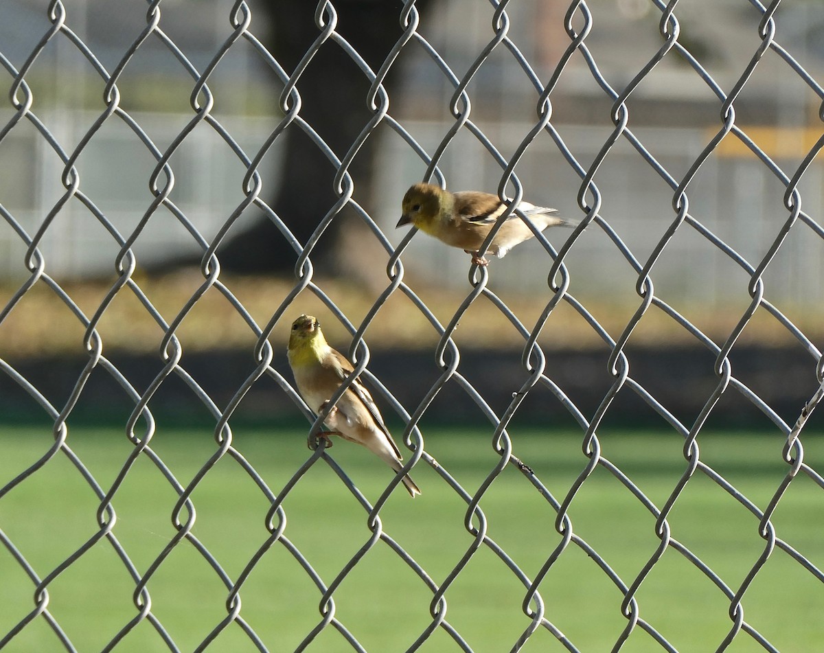American Goldfinch - ML610345339