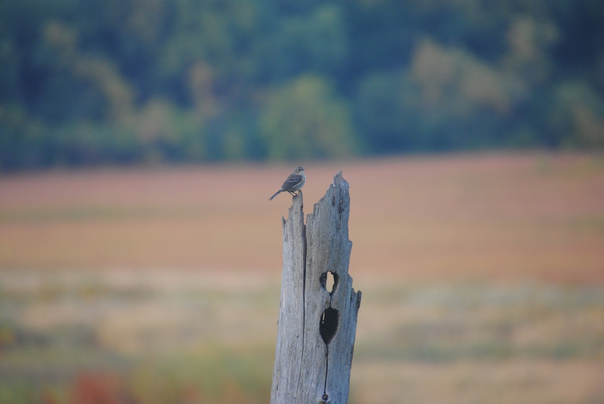 lesňáček žlutoskvrnný (ssp. coronata) - ML610345395