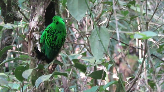 Whitehead's Broadbill - ML610345437