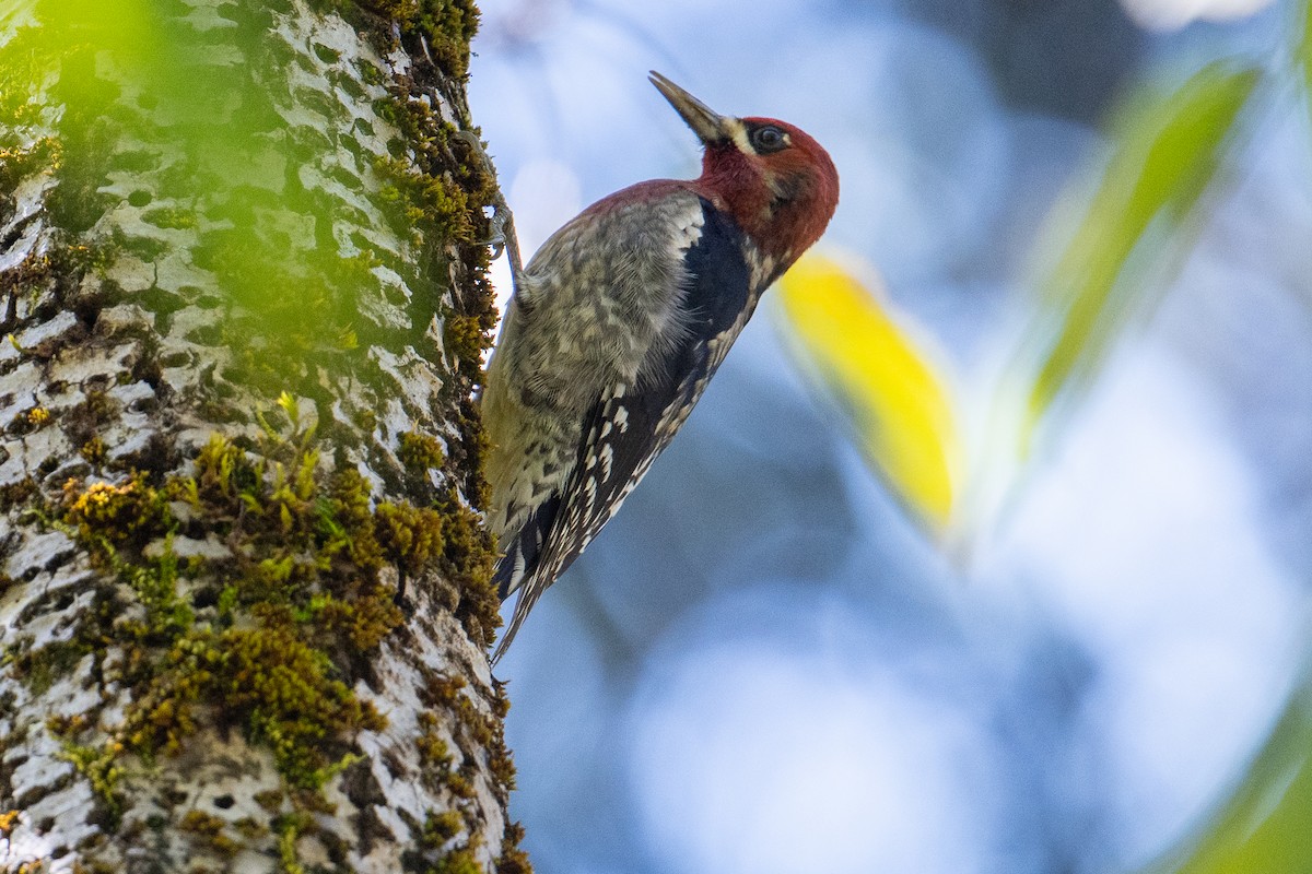 Red-breasted Sapsucker - ML610345443