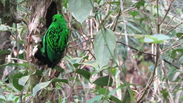 Whitehead's Broadbill - ML610345444