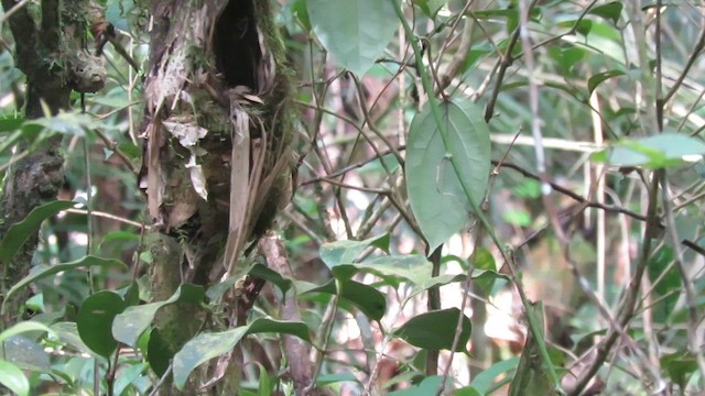 Whitehead's Broadbill - ML610345446