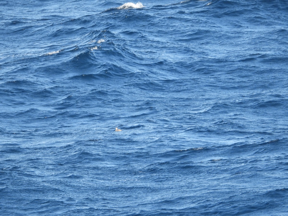 Sabine's Gull - ML610345469