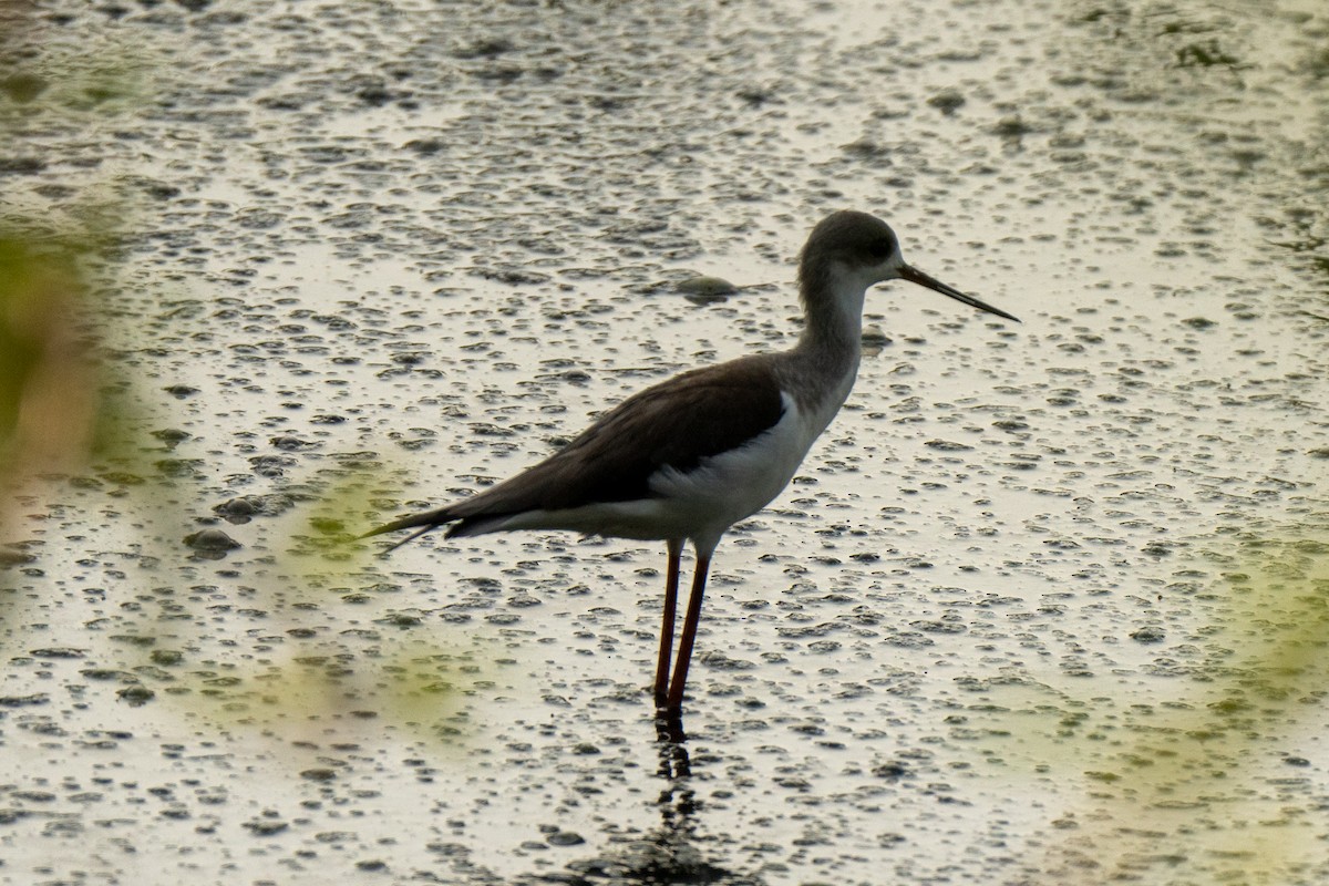 Black-winged Stilt - ML610345497