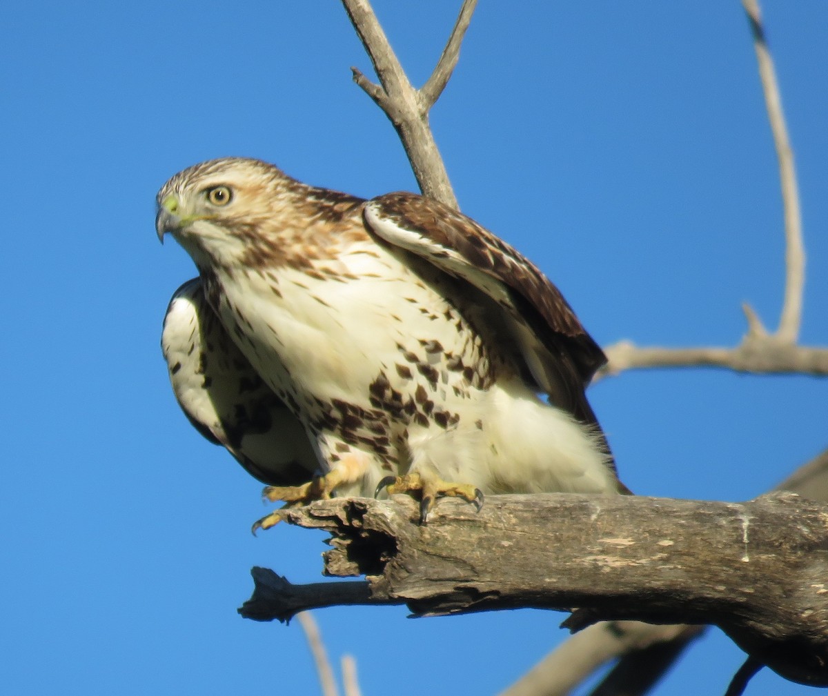 Red-tailed Hawk - Jan Thom