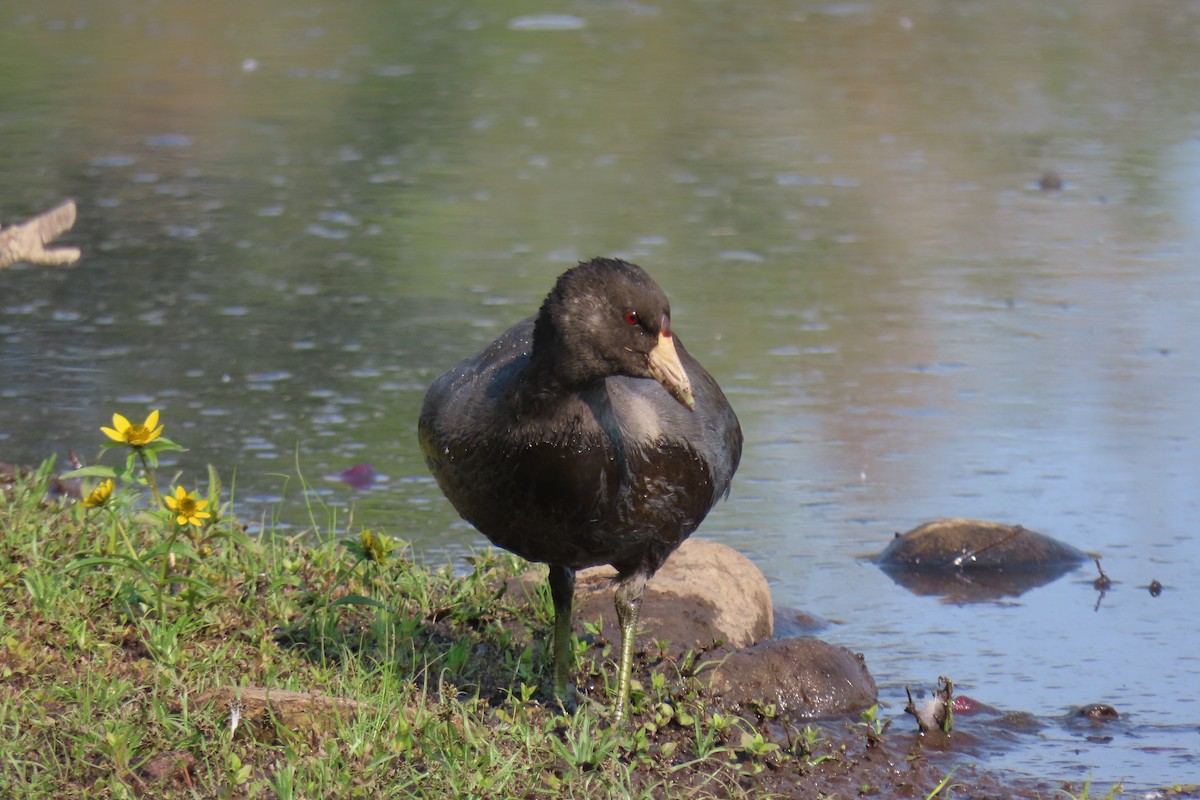 American Coot - ML610345523