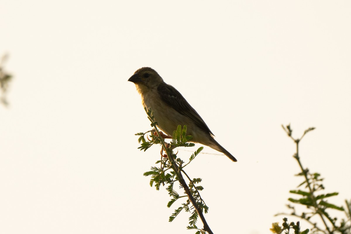 Indian Silverbill - ML610345576