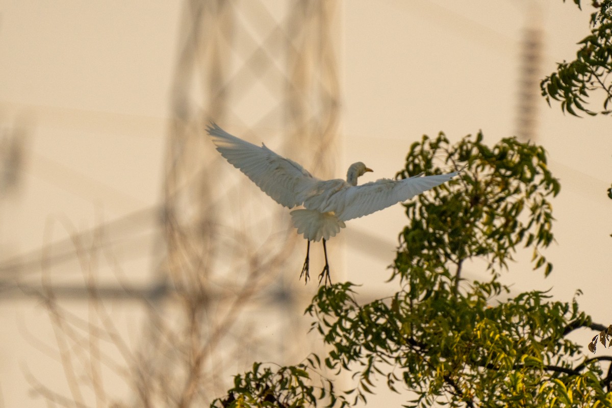 Medium Egret - ML610345668