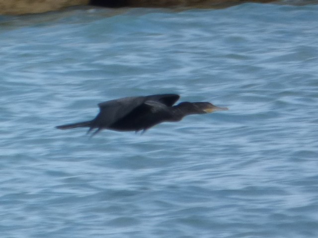 Neotropic Cormorant - ML610345700