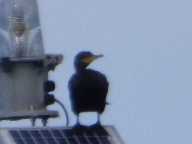 Neotropic Cormorant - Hazem Alkhan