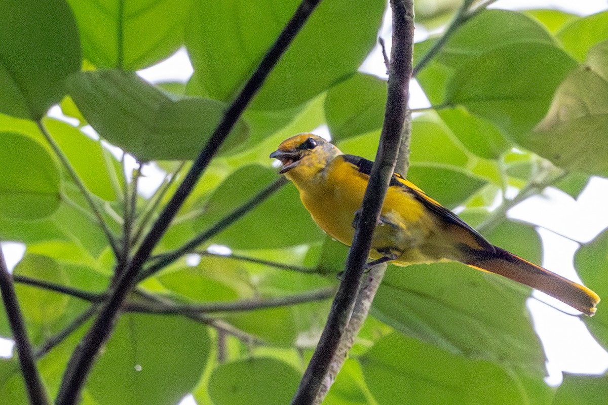 Scarlet Minivet - ML610345730