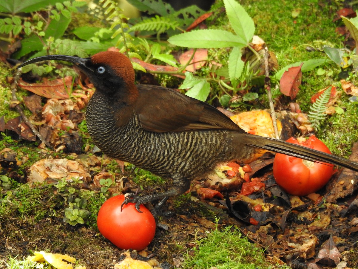 Brown Sicklebill - Frances Oliver