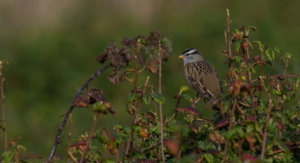 White-crowned Sparrow - ML610345893