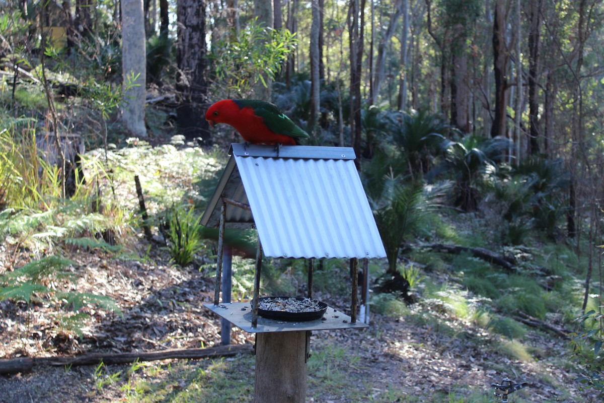 Australian King-Parrot - ML610345921